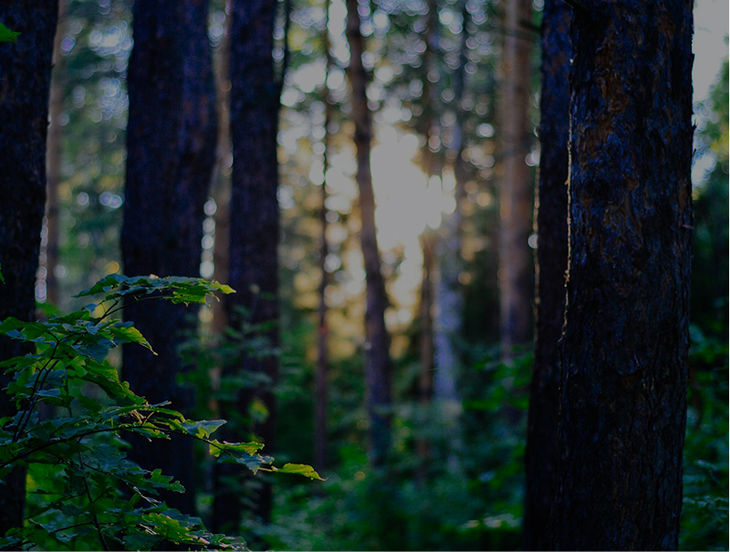 Mise en place d'un ecoscore